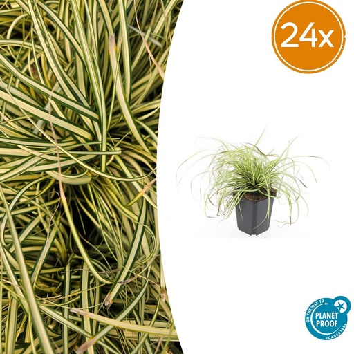"24x Carex oshim. 'Evergold' - ↕10-25cm - Ø9cm image"