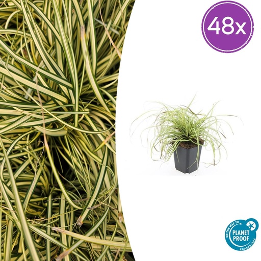 "48x Carex oshim. 'Evergold' - ↕10-25cm - Ø9cm image"