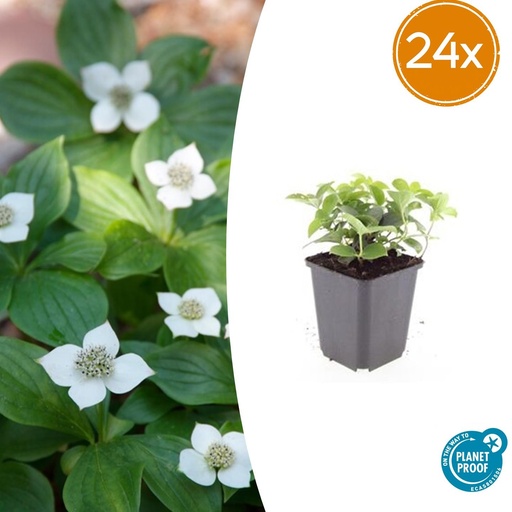 "Teppichhartriegel 24er-Set (Cornus canadensis) – winterharte Staude, Topf-Ø 9 cm, Höhe ca. 25 cm image"