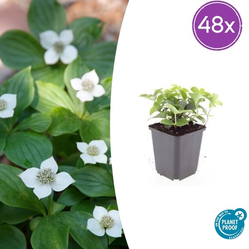 "Teppichhartriegel 48er-Set (Cornus canadensis) – winterharte Staude, Topf-Ø 9 cm, Höhe ca. 25 cm image"