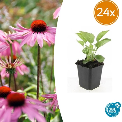 "Scheinsonnenhut 'Magnus' 24er-Set (Echinacea purpurea) – winterharte Staude, Topf-Ø 9 cm, Höhe ca. 25 cm image"