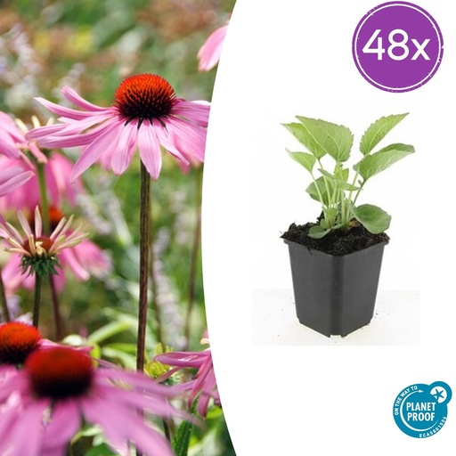 "Scheinsonnenhut 'Magnus' 48er-Set (Echinacea purpurea) – winterharte Staude, Topf-Ø 9 cm, Höhe ca. 25 cm image"