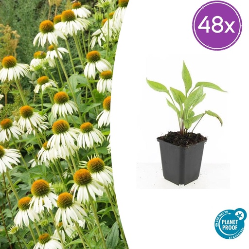 "48x Echinacea p. 'White Swan' - ↕10-25cm - Ø9cm image"