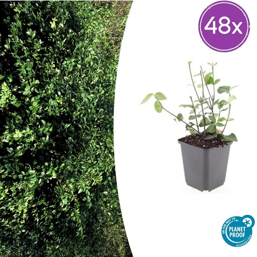 "Immergrüne Kriechspindel 'Coloratus' 48er-Set (Euonymus fortunei) – winterharter immergrüner Bodendecker, Topf-Ø 9 cm, Höhe ca. 25 cm image"