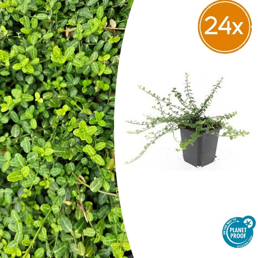 "24x Euonymus fort. 'Minimus' - ↕10-25cm - Ø9cm image"