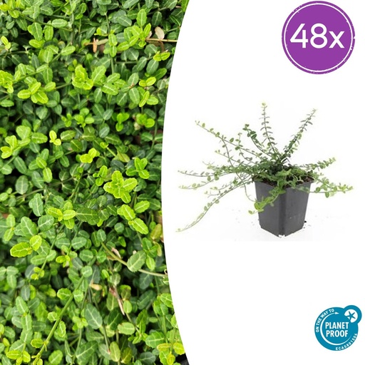 "48x Euonymus fort. 'Minimus' - ↕10-25cm - Ø9cm image"