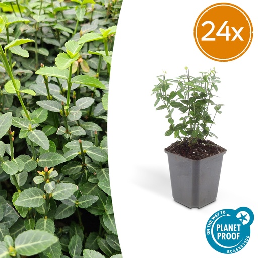 "24x Euonymus fortunei radicans - ↕10-25cm - Ø9cm image"