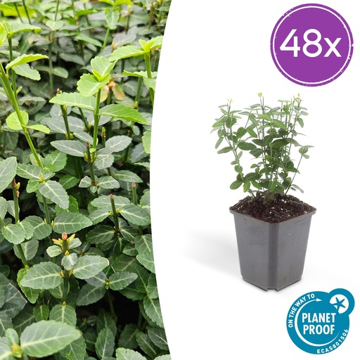 "48x Euonymus fortunei radicans - ↕10-25cm - Ø9cm image"