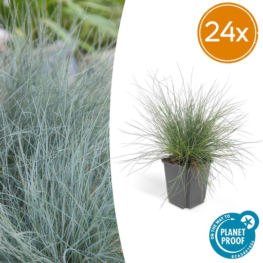 "Blauschwingel 'Elijah Bleu' 24er-Set (Festuca glauca) – winterhartes Ziergras, Topf-Ø 9 cm, Höhe ca. 25 cm image"