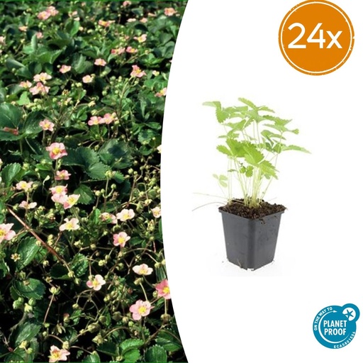 "Walderdbeere 24er-Set (Fragaria vesca) – winterharte Wildobst-Staude, Topf-Ø 9 cm, Höhe ca. 25 cm image"