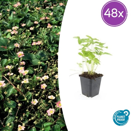 "48x Fragaria vesca - ↕10-25cm - Ø9cm image"