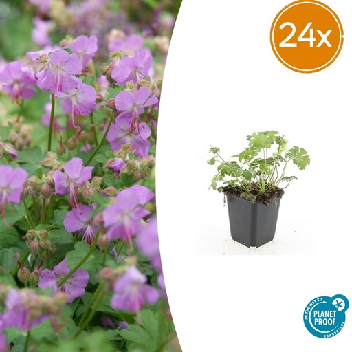 "24x Geranium cant. 'Cambridge' - ↕10-25cm - Ø9cm image"