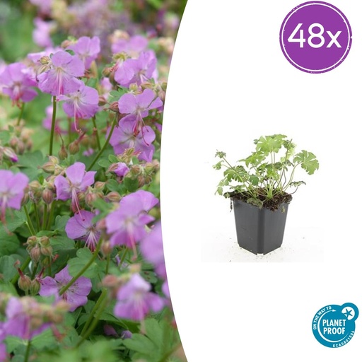 "48x Geranium cant. 'Cambridge' - ↕10-25cm - Ø9cm image"