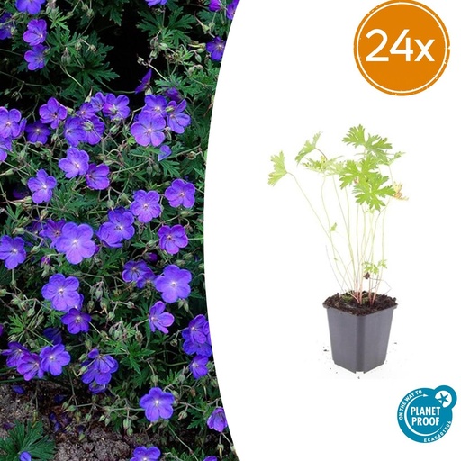 "Storchschnabel 'Johnson' 24er-Set (Geranium s) – winterharte Staude, Topf-Ø 9 cm, Höhe ca. 25 cm image"
