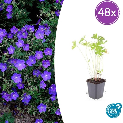 "48x Geranium 'Johnson's Blue' - ↕10-25cm - Ø9cm image"