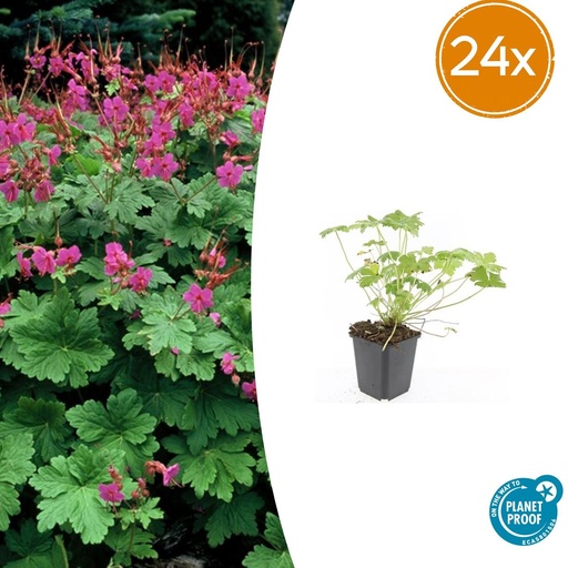 "Geranie 'Czakor' 24er-Set (Geranium macrorrhizum) – winterharte Staude, Topf-Ø 9 cm, Höhe ca. 25 cm image"