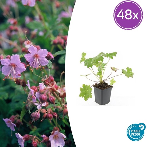 "48x Geranium macr. 'Ingwersen's Var.' - ↕10-25cm - Ø9cm image"