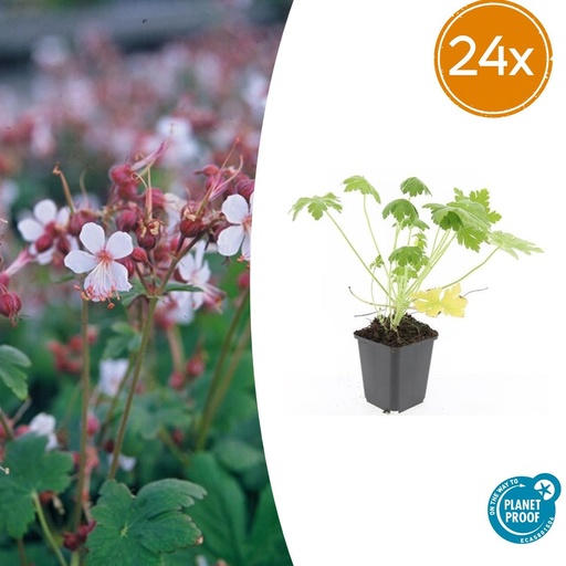 "24x Geranium macr. 'Spessart' - ↕10-25cm - Ø9cm image"