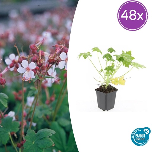 "48x Geranium macr. 'Spessart' - ↕10-25cm - Ø9cm image"