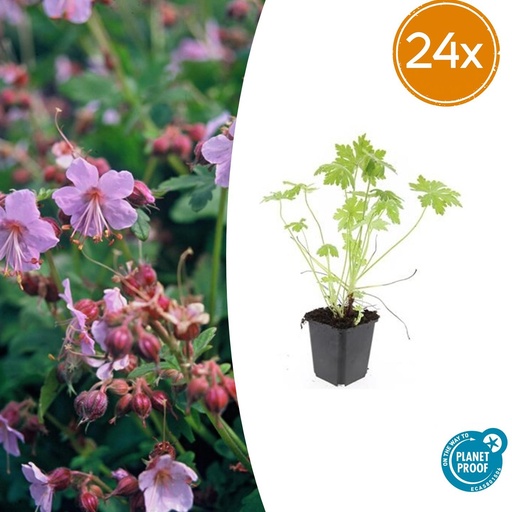 "24x Geranium macrorrhizum - ↕10-25cm - Ø9cm image"