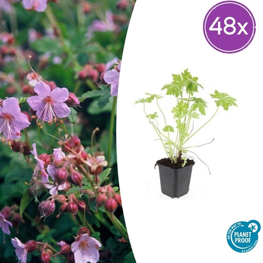 "Balkan-Storchschnabel 48er-Set (Geranium macrorrhizum) – winterharte Bodendecker-Staude, Topf-Ø 9 cm, Höhe ca. 25 cm image"