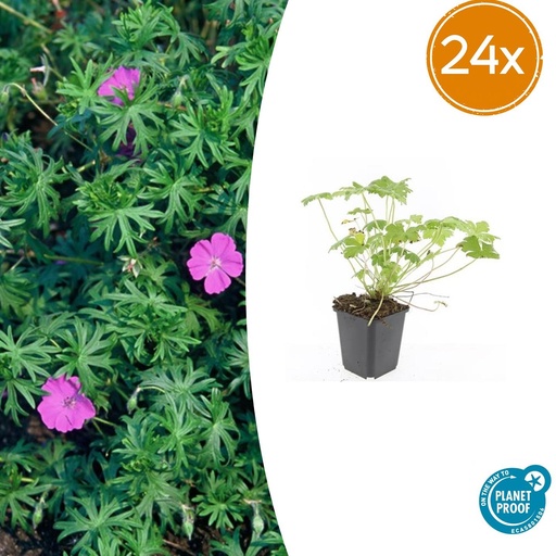 "24x Geranium 'Tiny Monster' - ↕10-25cm - Ø9cm image"