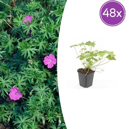 Geranie 'Tiny Monster' 48er-Set (Geranium) – winterharte Staude, Topf-Ø 9 cm, Hö