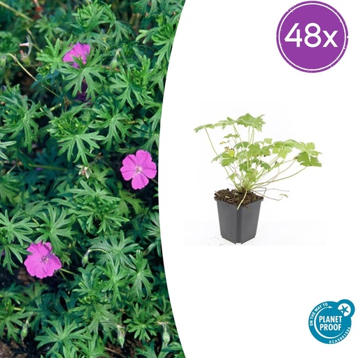 "Geranie 'Tiny Monster' 48er-Set (Geranium) – winterharte Staude, Topf-Ø 9 cm, Höhe ca. 25 cm image"