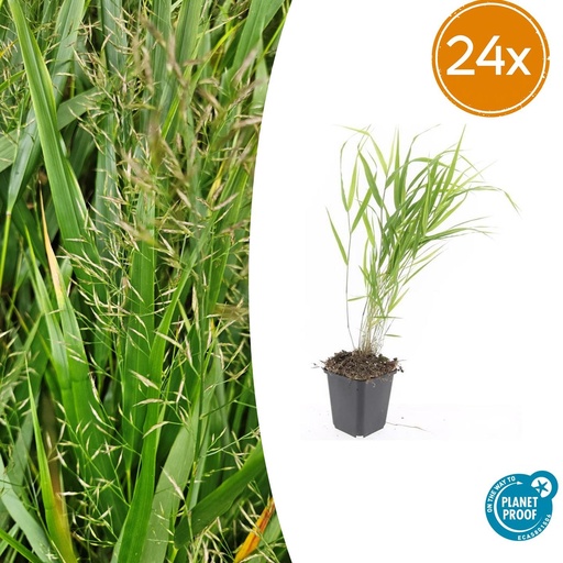 "24x Hakonechloa macra - ↕10-25cm - Ø9cm image"