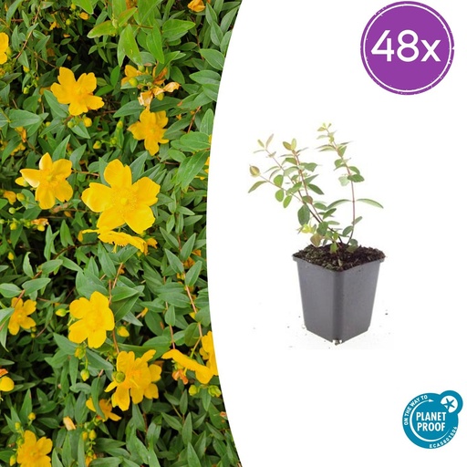 "48x Hypericum dummeri 'Peter Dummer' - ↕10-25cm - Ø9cm image"