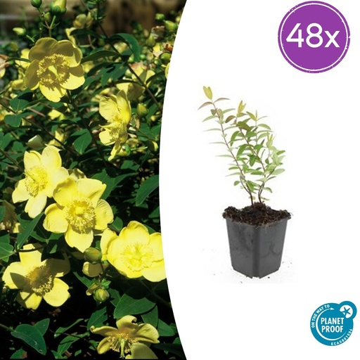 "Johanniskraut 'Hidcote' 48er-Set (Hypericum perforatum) – winterharte Staude, Topf-Ø 9 cm, Höhe ca. 25 cm image"