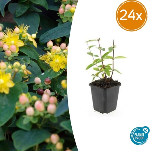 "24x Hypericum inodorum 'Annebel' - ↕10-25cm - Ø9cm image"