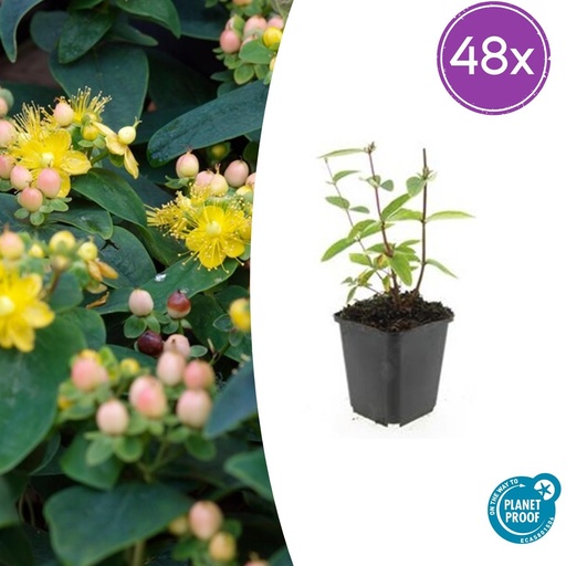"Duftloses Johanniskraut 'Annebel' 48er-Set (Hypericum inodorum) – winterharte Staude, Topf-Ø 9 cm, Höhe ca. 25 cm image"
