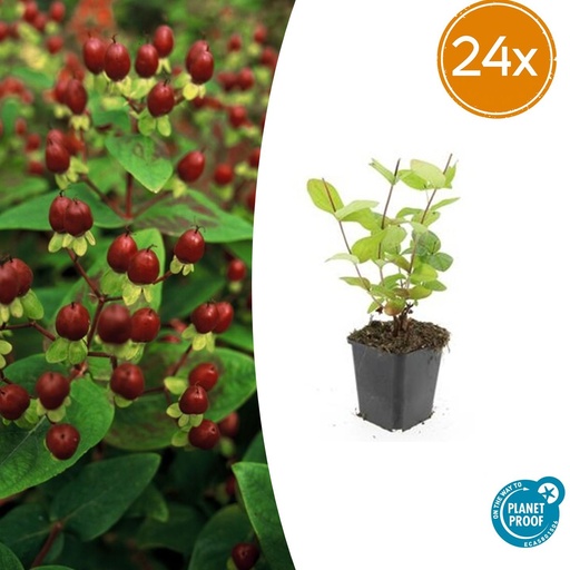 "24x Hypericum inodorum 'Schönheit' - ↕10-25cm - Ø9cm image"
