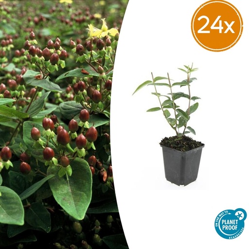 "24x Hypericum inodorum 'Rheingold' - ↕10-25cm - Ø9cm image"