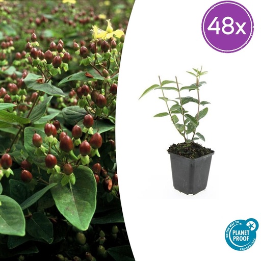 "48x Hypericum inodorum - ↕10-25cm - Ø9cm image"