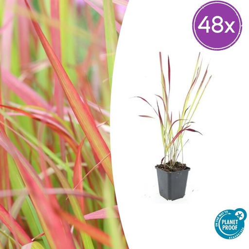 "Blutgras 'Red Baron' 48er-Set (Imperata cylindrica) – winterhartes Ziergras, Topf-Ø 9 cm, Höhe ca. 25 cm image"