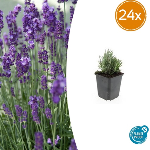 "Echter Lavendel 'Dwarf Blue' 24er-Set (Lavandula angustifolia) – winterharte Duftstaude, Topf-Ø 9 cm, Höhe ca. 25 cm image"