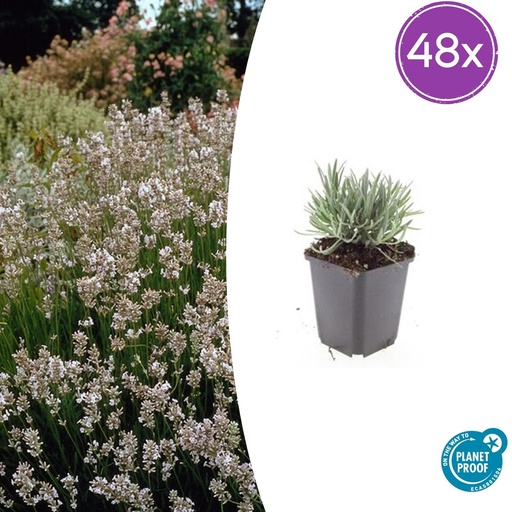 "Echter Lavendel 'Edelweiss' 48er-Set (Lavandula angustifolia) – winterharte Duftstaude, Topf-Ø 9 cm, Höhe ca. 25 cm image"