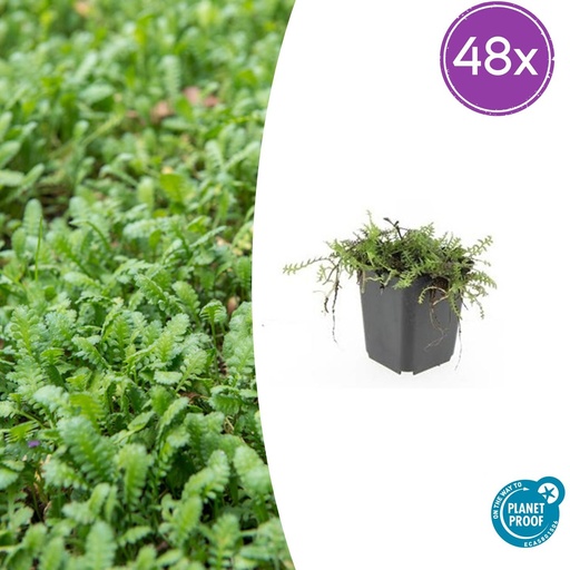 "Fiederpolster 48er-Set (Leptinella squalida) – winterharte Staude, Topf-Ø 9 cm, Höhe ca. 25 cm image"