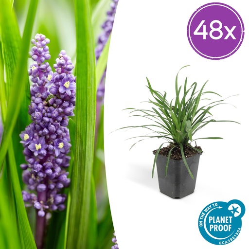 "48x Liriope muscari 'Big Blue' - ↕10-25cm - Ø9cm image"