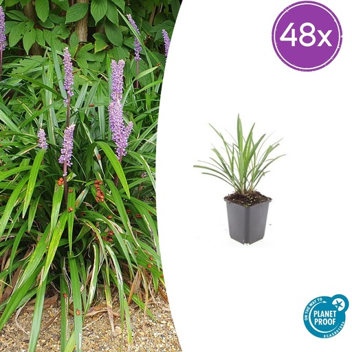 "Lilientraube 'Ingwersen' 48er-Set (Liriope muscari) – winterharte immergrüne Staude, Topf-Ø 9 cm, Höhe ca. 25 cm image"