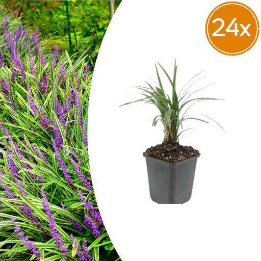 "Lilientraube 'Moneymaker' 24er-Set (Liriope muscari) – winterharte immergrüne Staude, Topf-Ø 9 cm, Höhe ca. 25 cm image"