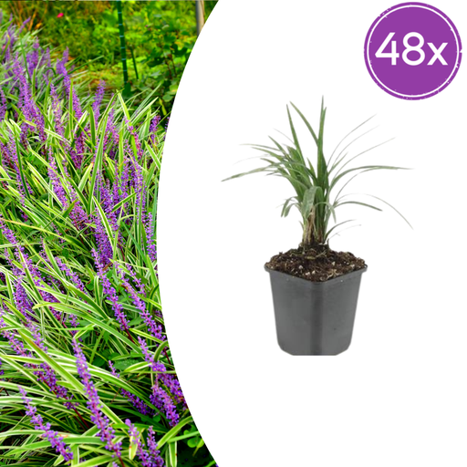 "Lilientraube 'Moneymaker' 48er-Set (Liriope muscari) – winterharte immergrüne Staude, Topf-Ø 9 cm, Höhe ca. 25 cm image"