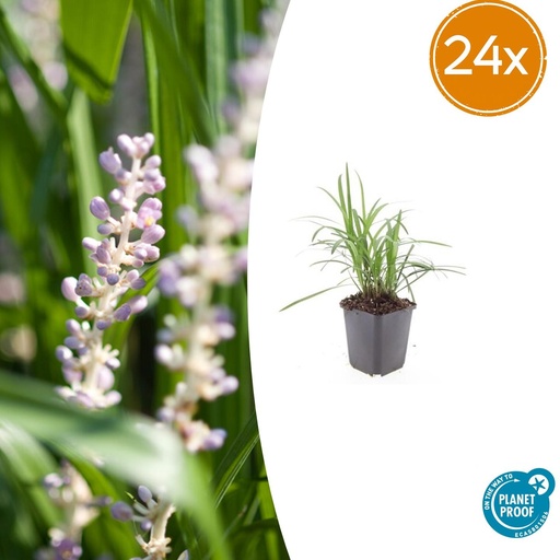 "Lilientraube 'Monroe White' 24er-Set (Liriope muscari) – winterharte immergrüne Staude, Topf-Ø 9 cm, Höhe ca. 25 cm image"