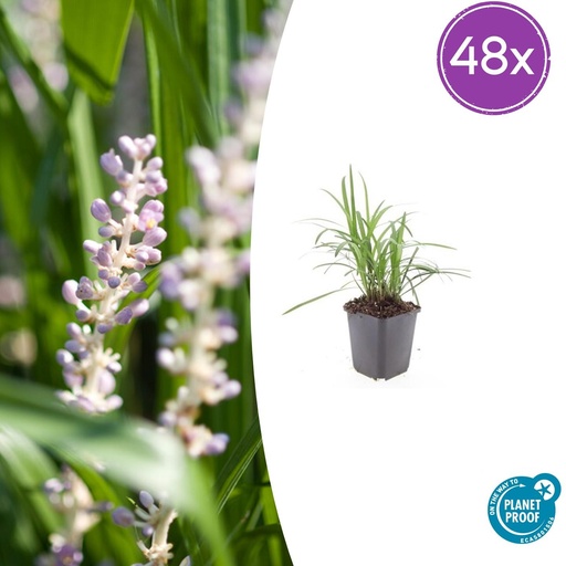 "Lilientraube 'Monroe White' 48er-Set (Liriope muscari) – winterharte immergrüne Staude, Topf-Ø 9 cm, Höhe ca. 25 cm image"
