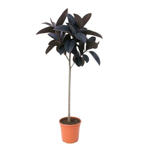 "Ficus Elastica Abidjan Stamm - 150 cm image"
