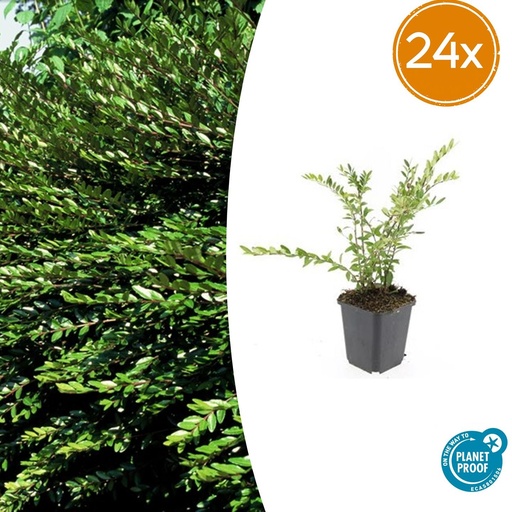 "24x Lonicera pileata 'Purple Pearl' - ↕10-25cm - Ø9cm image"