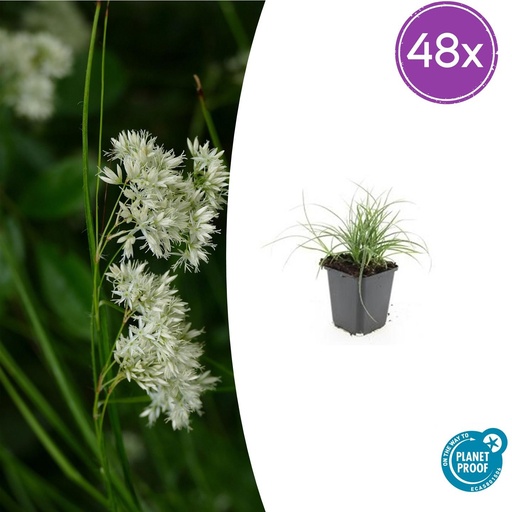 "48x Luzula nivea - ↕10-25cm - Ø9cm image"