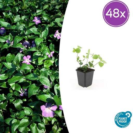 "48x Vinca major - ↕10-25cm - Ø9cm image"